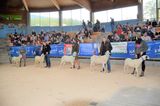 © Schaf- und Ziegenzuchtverband Kärnten